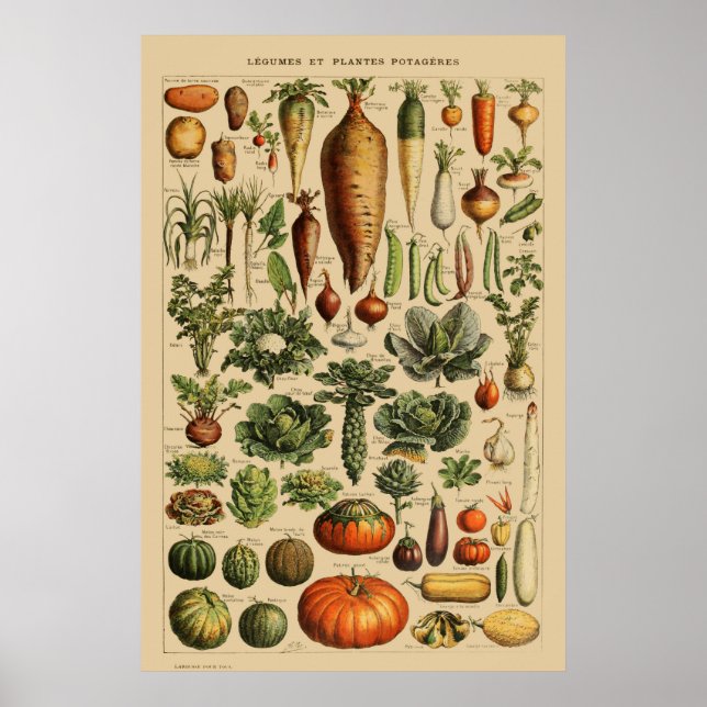 Poster Vegetais Vintage - Folha de Livros Franceses (Frente)