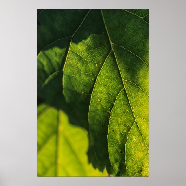 Pôster Veias de Folha Verde (Frente)