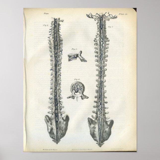 Pôster Veins of Spine Anatomy Print (Frente)
