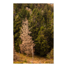 Velha árvore-do-mato orgulhosa