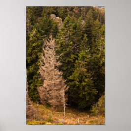 Poster Velha árvore-do-mato orgulhosa