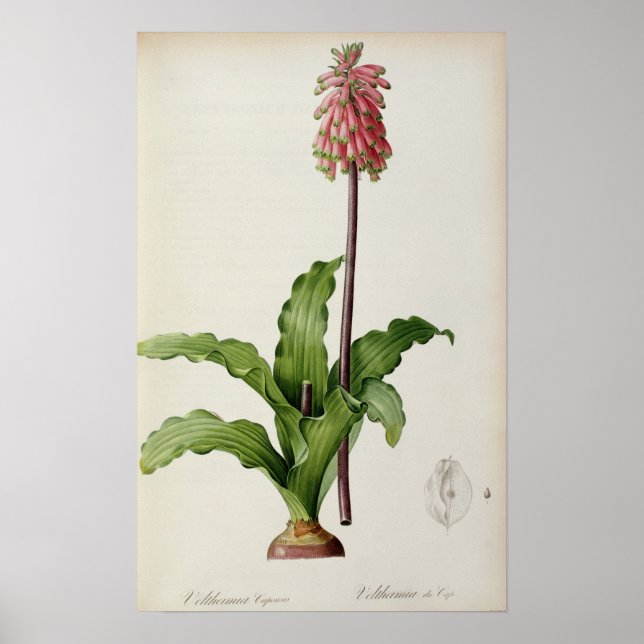 Pôster Veltheimia Capensis, de Les Liliacees, c.1805 (Frente)