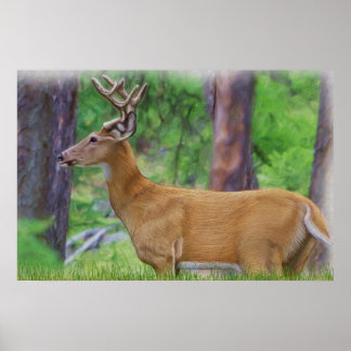 Poster Velvet Whitetail Deer Buck