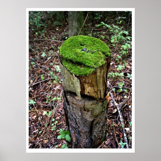 Poster Velvety Green Moss (Frente)