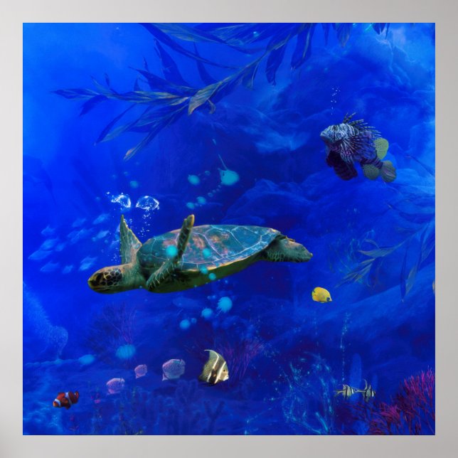 POSTER VENTO DA TURTLE MARÍTIMA NA ÁGUA (Frente)