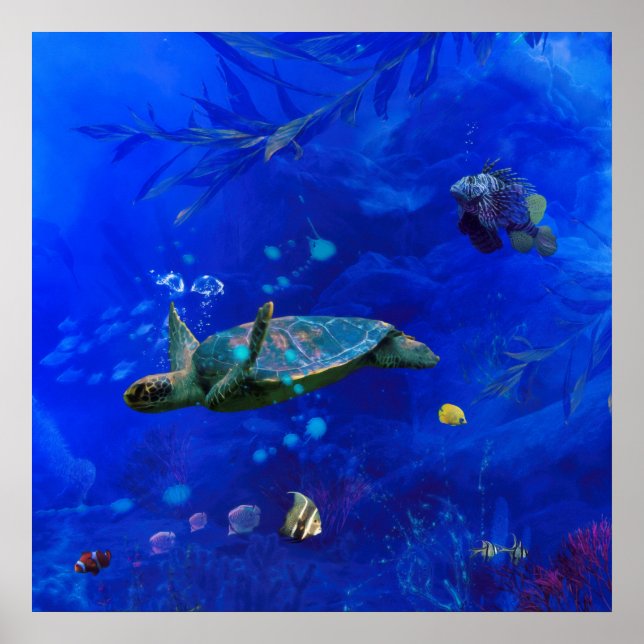POSTER VENTO DA TURTLE MARÍTIMA NA ÁGUA (Frente)