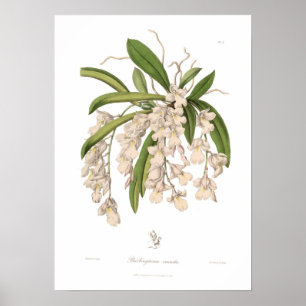 Poster Venusta de Burlingtonia