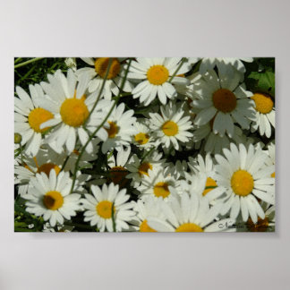 Pôster Ver Daisy
