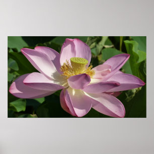 Pôster Verão cor-de-rosa da flor de Lotus II floral