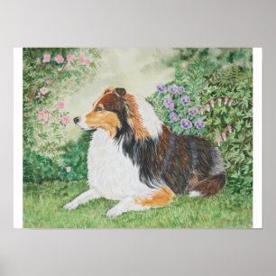 Pôster Verão de Sheltie