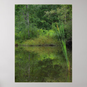 Poster Verão no Pond