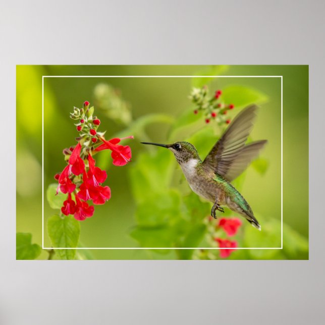 Poster Verão Verde Suave (Frente)