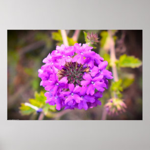 Poster Verbena