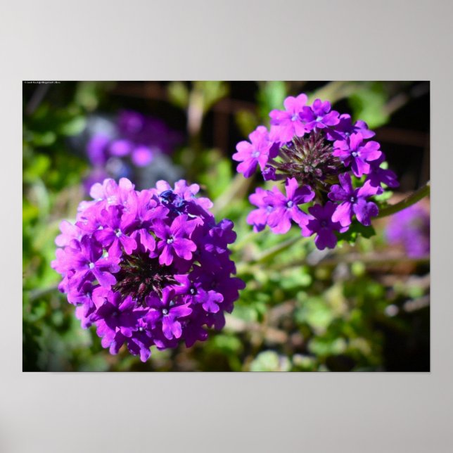 Poster Verbena (Frente)