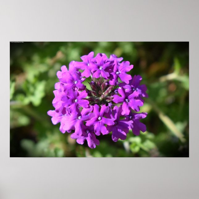 Poster Verbena (Frente)