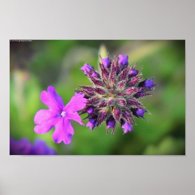 Poster Verbena (Frente)