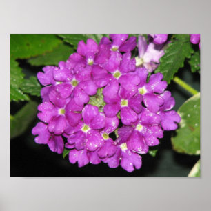 Pôster Verbena roxo