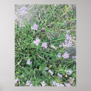 Poster Verbena Selvagem Flores Roxas em Habitat Natural