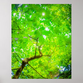 Poster Verdant Canopy of Karuizawa