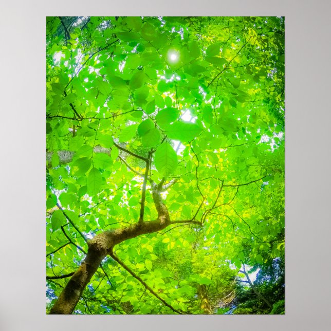Poster Verdant Canopy of Karuizawa (Frente)