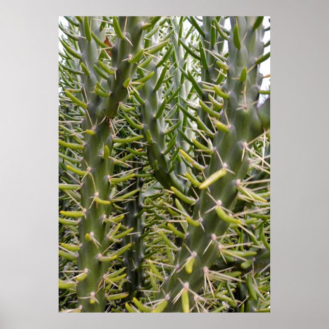 Poster "Verdant Sentinels: A Majestade Rápida de Cactus (Frente)