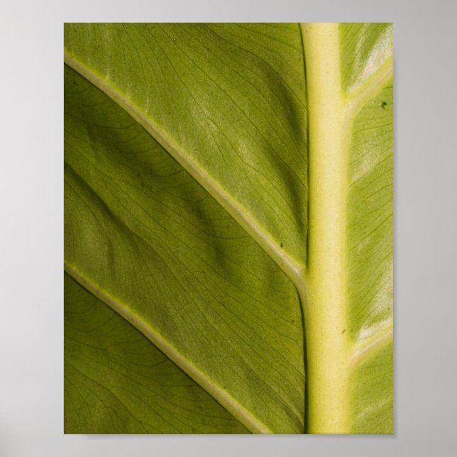 Poster Verde 01 (Frente)