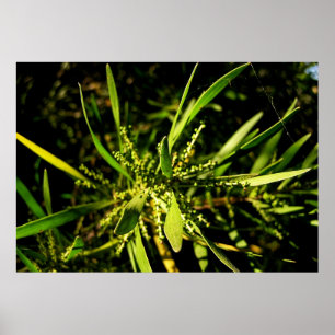 Pôster verde da natureza