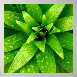 Pôster verde do macro