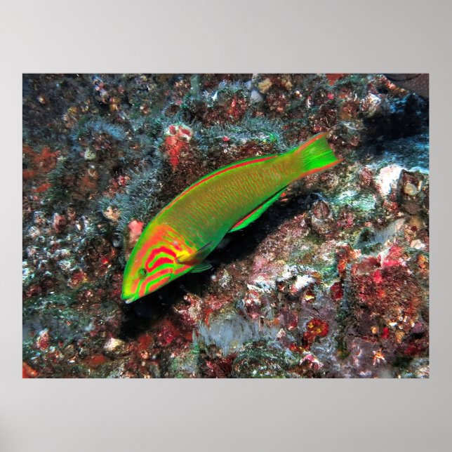 Poster Verde e Red Wrasse (Frente)