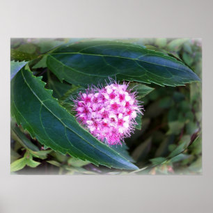Poster verde e rosa