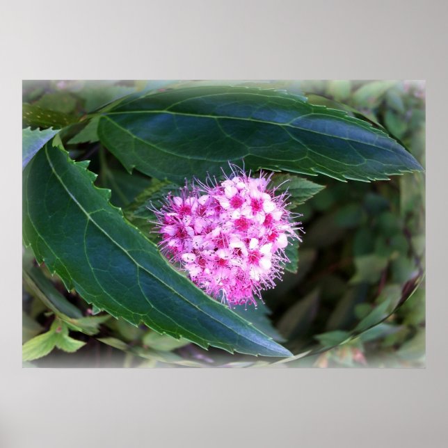 Poster verde e rosa (Frente)