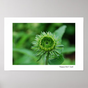 Poster Verde indo