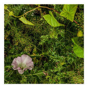 Pôster Verde torcido com flor de glória rosa de manhã