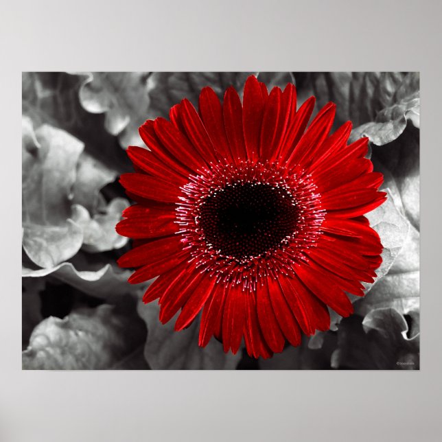 Pôster vermelho (Frente)