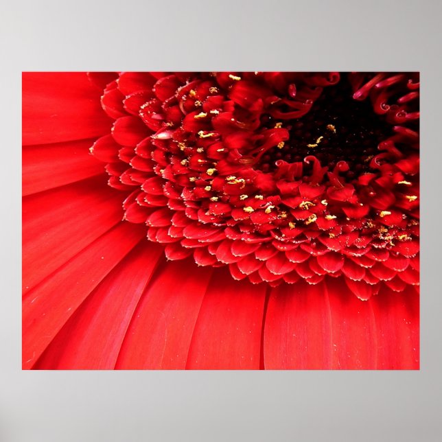 Poster Vermelho (Frente)