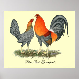 Pôster Vermelho azul Gamefowl