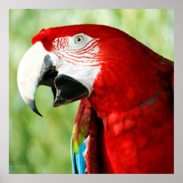 Pôster Vermelho Brilhante