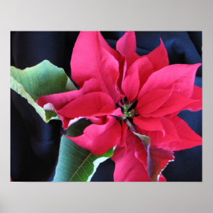 Poster vermelho da poinsétia