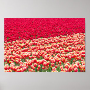 Poster vermelho das tulipas