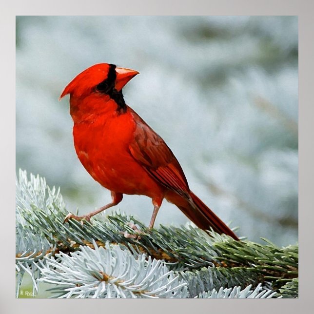 Pôster Vermelho de aves (Frente)