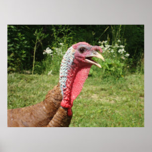 Poster vermelho de Bourbon Turquia