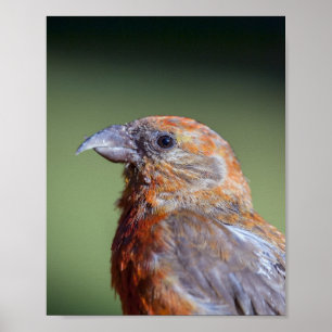 Poster vermelho do Crossbill
