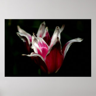 Pôster Vermelho e Branco em Preto