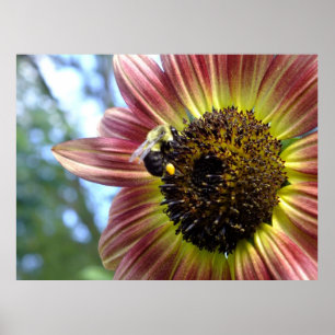 Poster vermelho feliz da abelha do girassol N