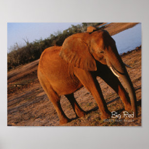 Poster Vermelho Grande