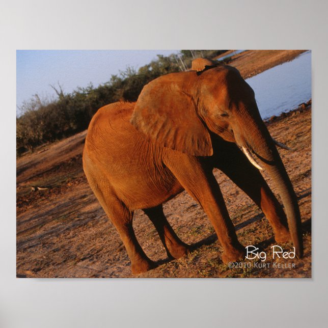 Poster Vermelho Grande (Frente)