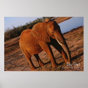 Poster Vermelho Grande