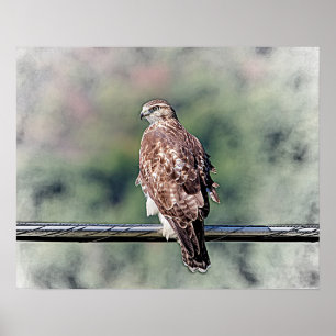 Pôster vermelho imaturo falcão 20x16 atado