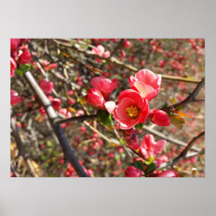 Pôster vermelho na primavera