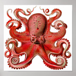 Pôster Vermelho Octopus Haeckel